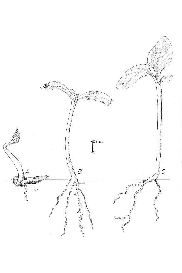 USDA-NRCS PLANTS Database